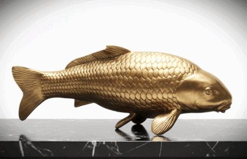 Koi Karper Goud XL Koi Karper Goud XL